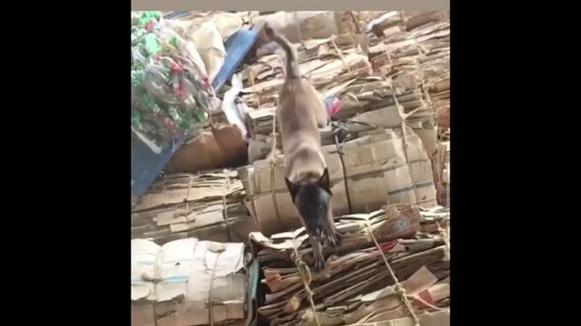 Malinois
