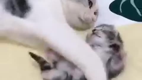 Mommy cat hugs kitten while having a nightmare