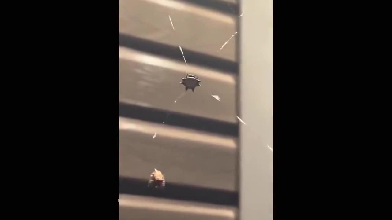 Creepy! Weird looking spider traps insect and pulls it up using its web