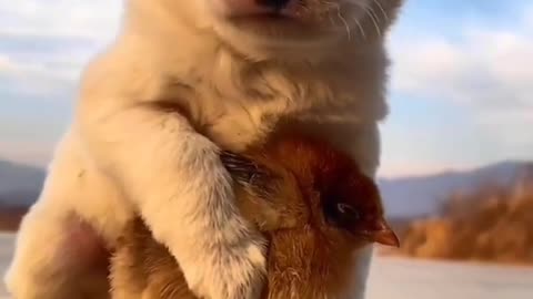 Dog and cute animal