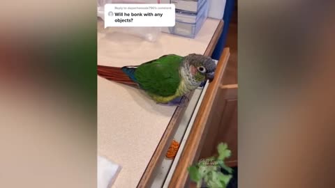 Parrot Talking very funny