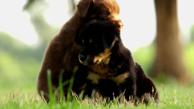 The cutest puppies playing