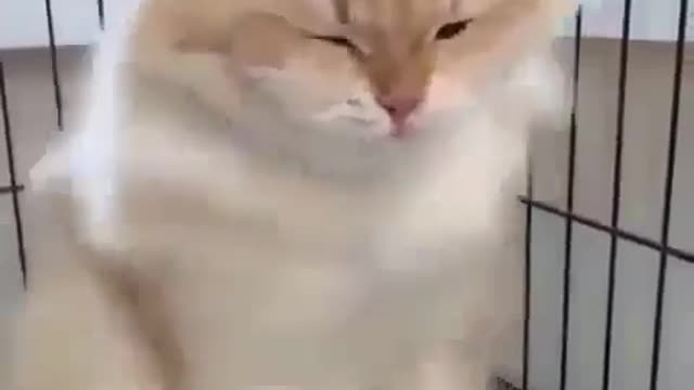 Wow if you like it