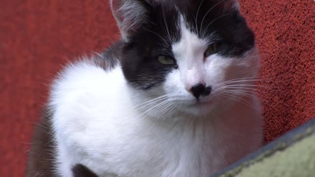 Black and white cat against wall