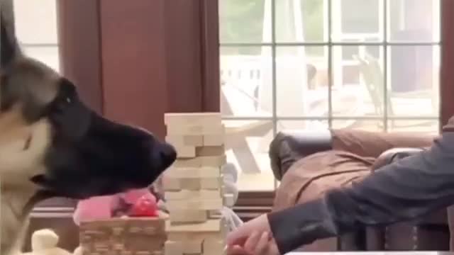 Dog is really good at playing jenga