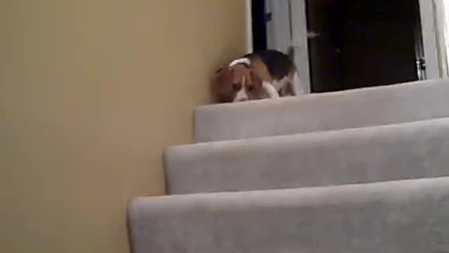 Cute Beagle going down the stairs for first time EXTREMELY CUTE!!