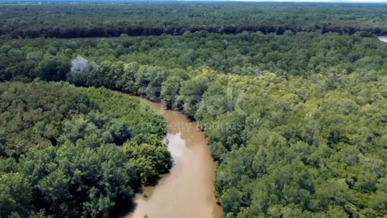 Amazon Forest.