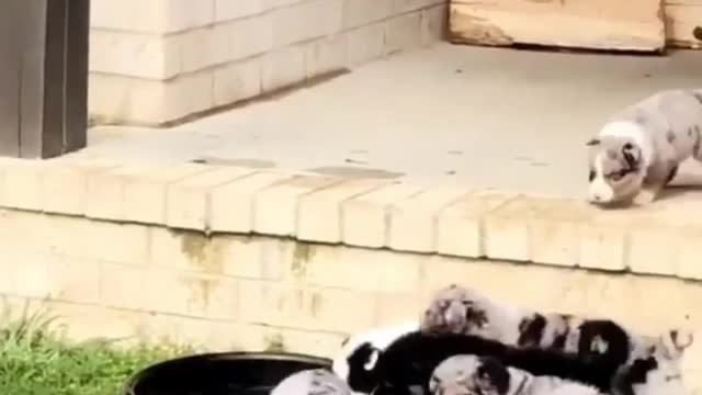 The dog fell down the steps and fell into the water basin