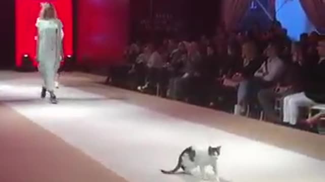 Adorable Real cat Walk scene