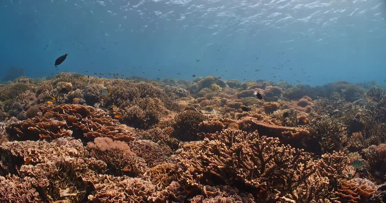 Coral reef on the sea floor with fish