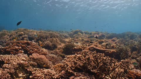 Coral reef on the sea floor with fish