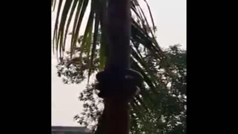 AMAZING !!!!GIANT ANACONDA CLIMBING COCONUT TREES