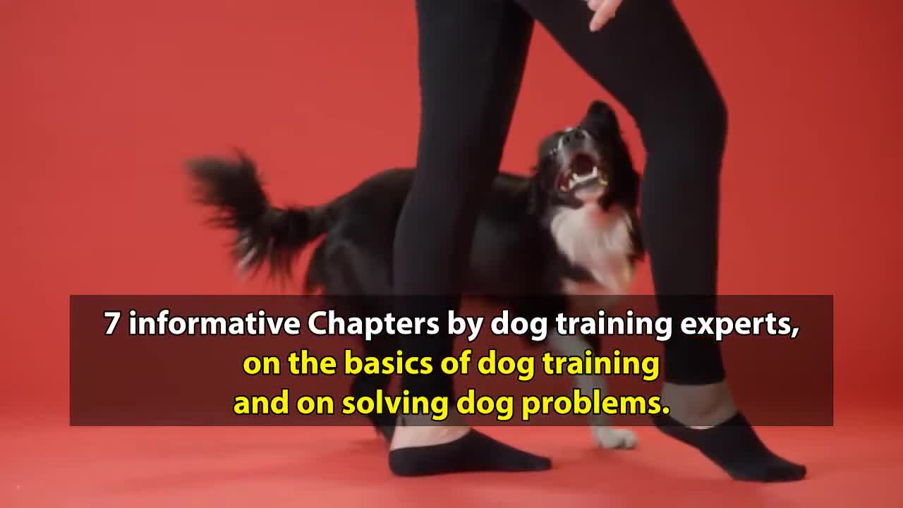 Dog Training 101: How to Train ANY DOG the Basics