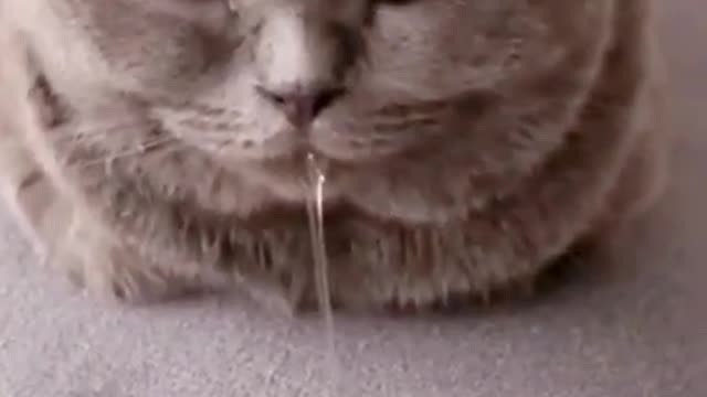 Drooling kitty