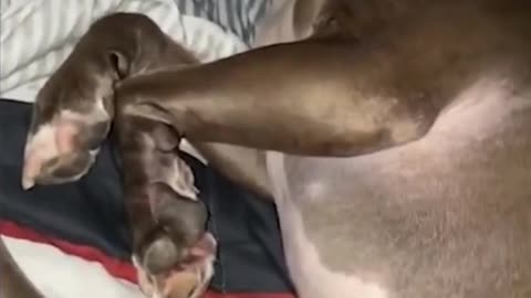 Funny Angry Dog Trying to Sleep