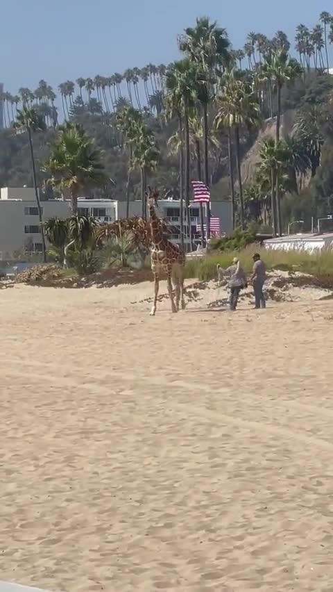 There’s a giraffe at the beach in Santa Monica. For those asking why there is a giraffe at the beach