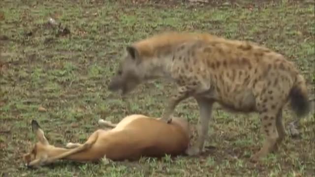 The hyena robbed the leopard of its food