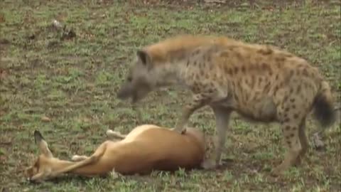 The hyena robbed the leopard of its food