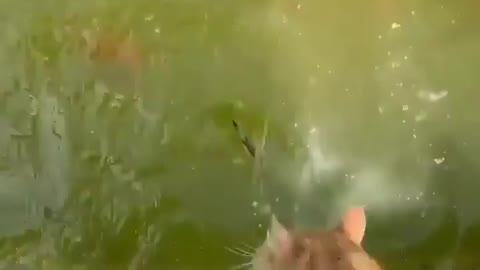 Cats funny pesca