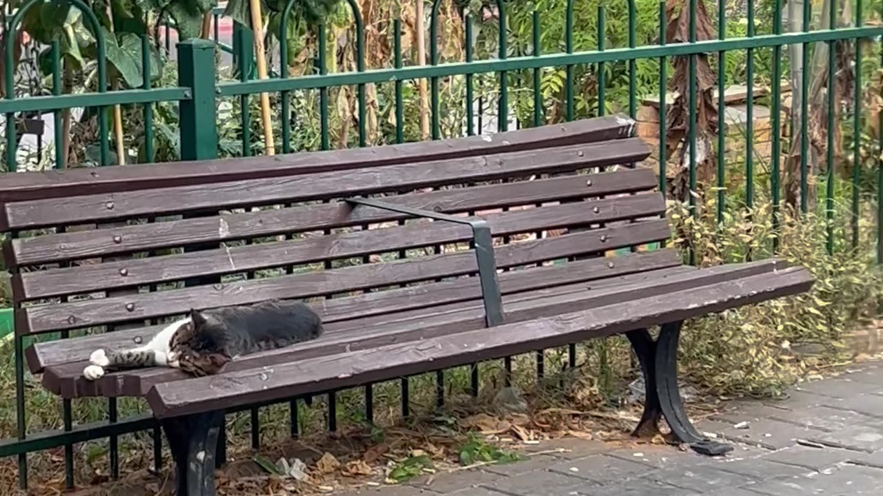 Each cat has their own bench