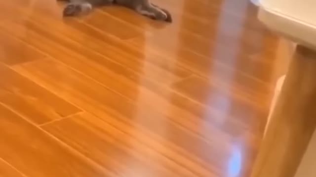 Funniest Cats and Dogs Video Compilation #4