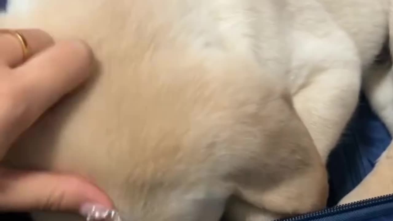 Funny Cute puppy