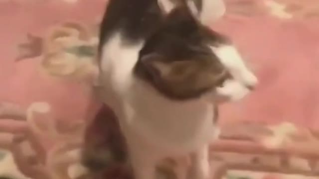 Cute Cat Sings "If you're happy and you know it clap your hands" (Funny)