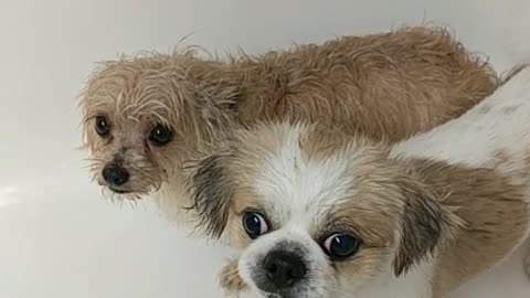 Brown dogs standing still showering in bathtub