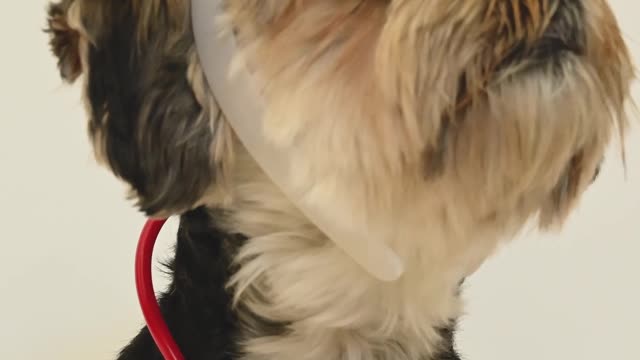 dog with nurse costume