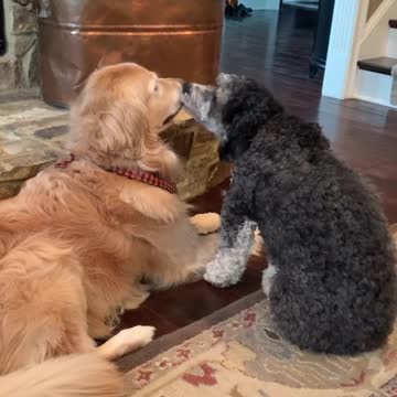 Patient Dog Puts Up With Overly Attached Dog