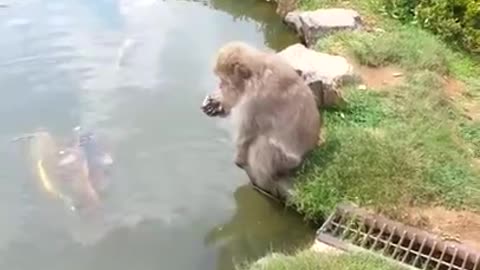 Funny monkey playing with fish