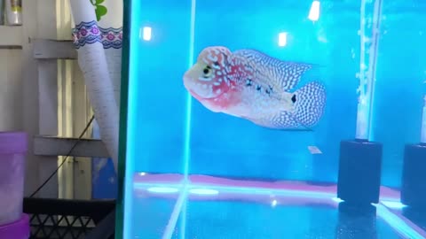 How to groom a Kamfa Flowerhorn Fish?