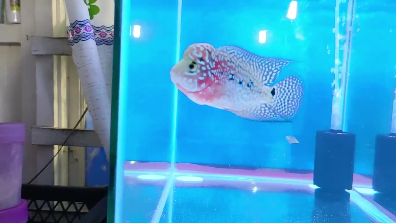 How to groom a Kamfa Flowerhorn Fish?