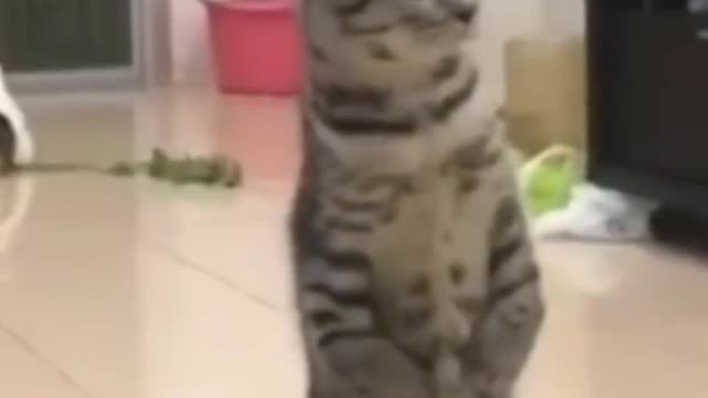 Cats Standing On Is Two Legs Funny Cat Video