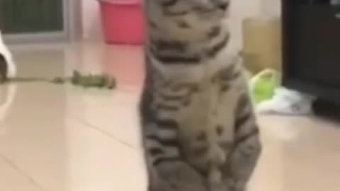 Cats Standing On Is Two Legs Funny Cat Video