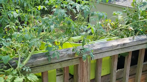 HANGING GARDEN AUG. 2,2021