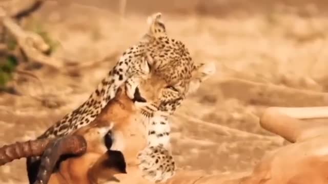 Young Leopard Take Down Male Impala. #shorts #WildLif3