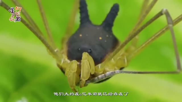 Cute animals are magically found abroad! With spider's legs, little rabbit's head!