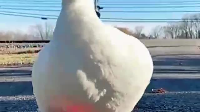 Animal's funny videos compilation | Just for fun