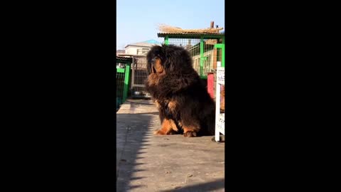 Chinese Mastiff Dog in my farm