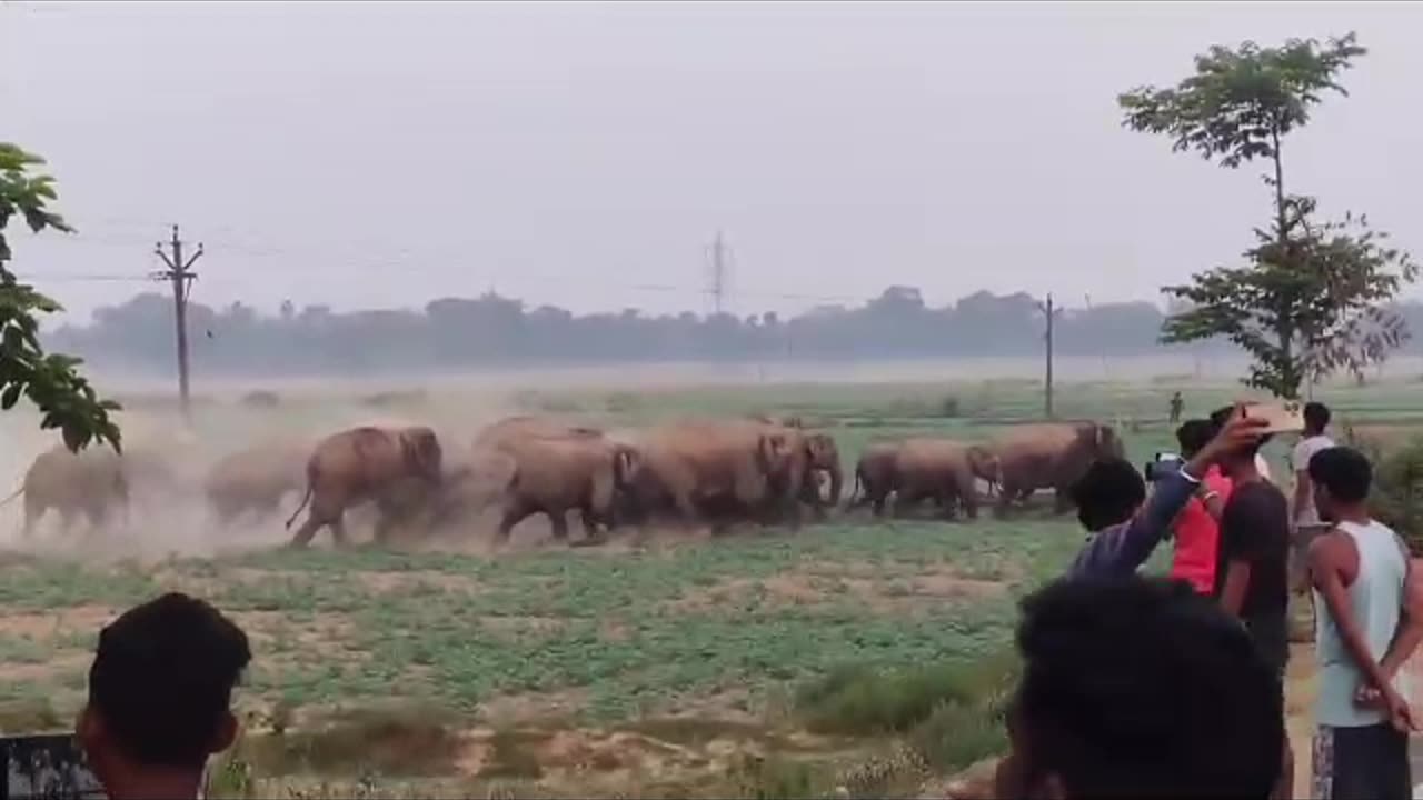 A troop of Indian elephants is running | Terrible sound of elephant . Real camera video