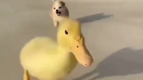 Puppy and baby duck