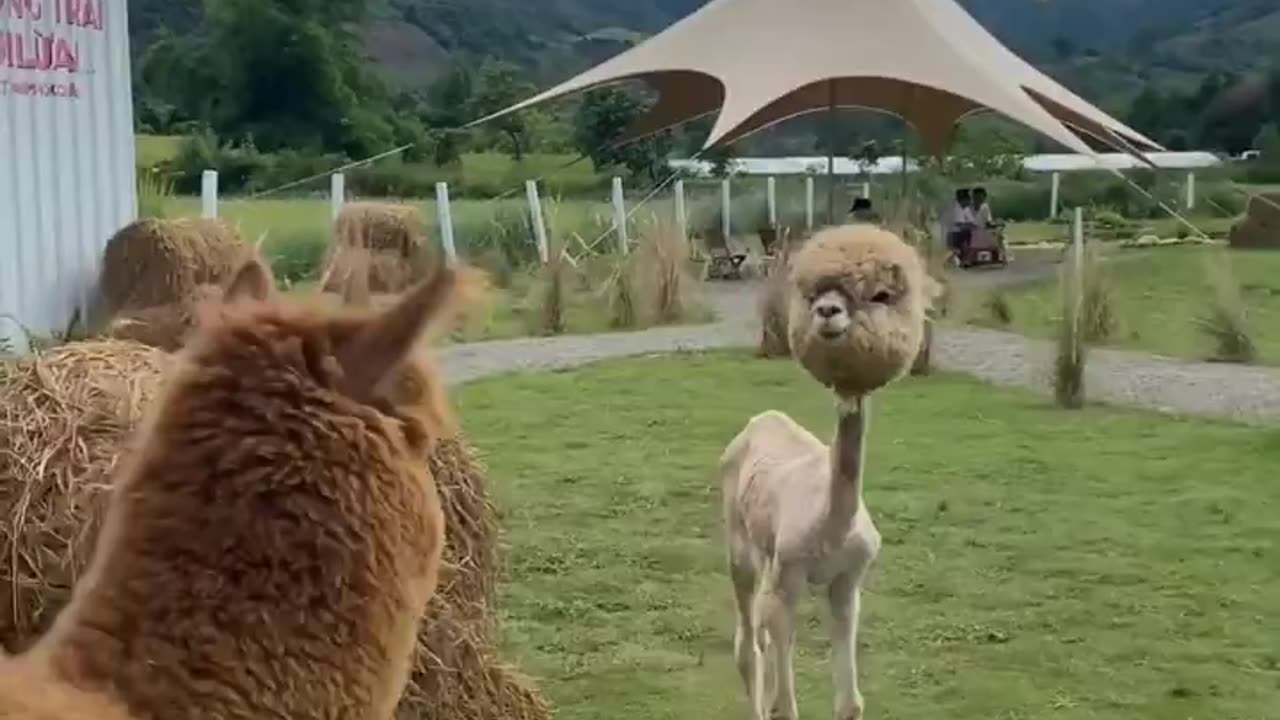 Alpaca without its wool