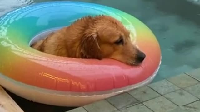 Golden Retriever is totally chill while sitting in pool on a rainy day