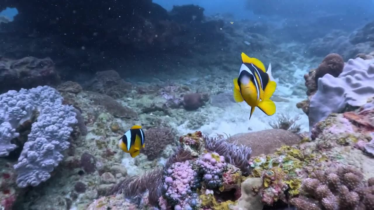 Sodwana Bay Underwater Highlights