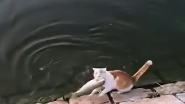 This cat knows how to get free fish :D