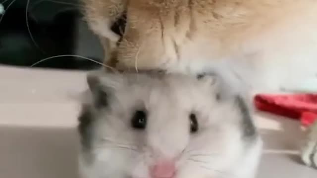 funny cat and mouse