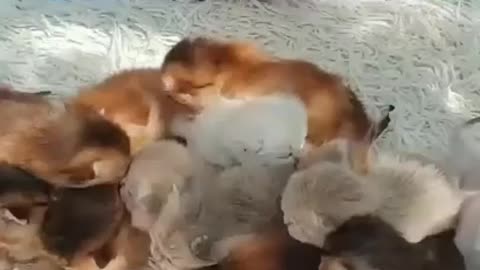 Gays more kittens are here