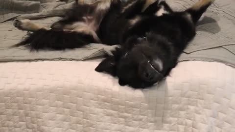 Black cat laying down on bed with teeth showing