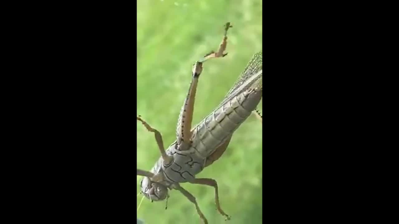 Grasshopper on window